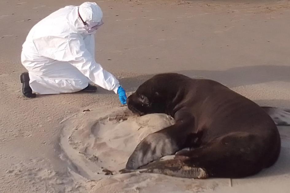 Protocolo para mitigar riesgos ante la mortandad de lobos marinos por influenza aviar Protocolo para mitigar riesgos ante la mortandad de lobos marinos por influenza aviar
