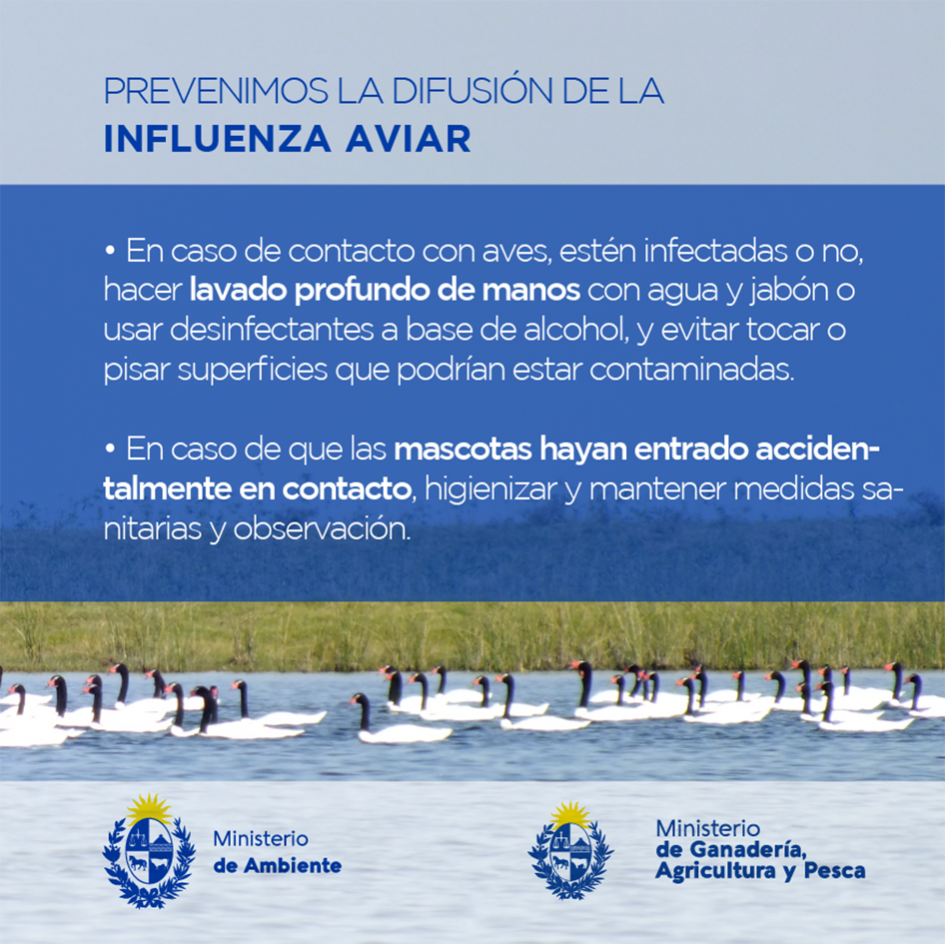Recomendaciones Gripe Aviar Recomendaciones Gripe Aviar