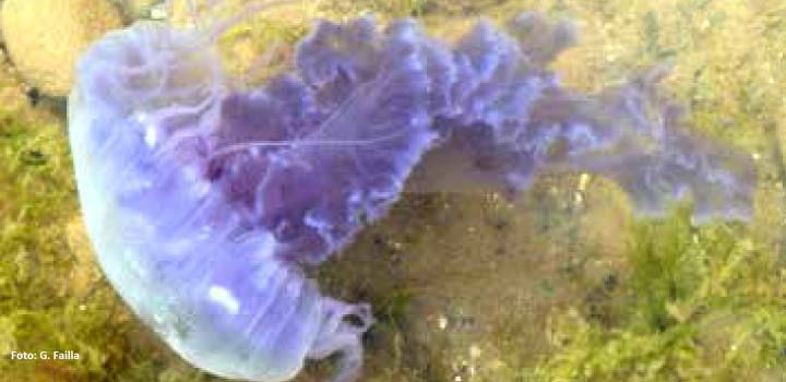 Chrysaora lactea medusa
