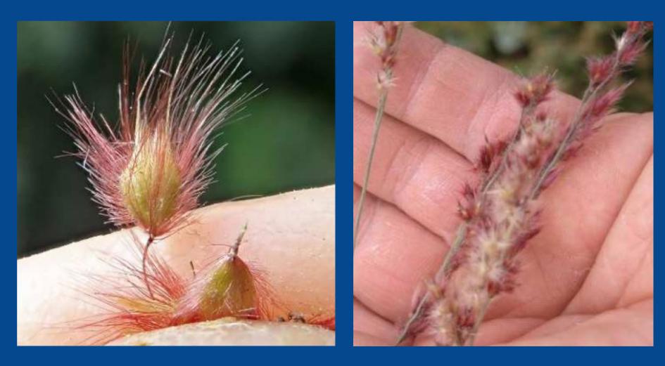 Pasto rosado - Especie Exótica Invasora (Foto PPT: MGAP)