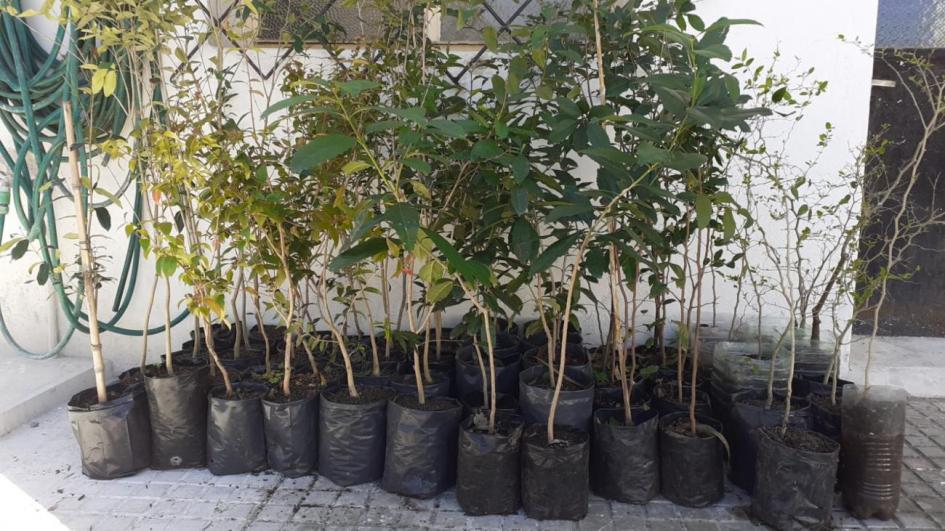 Plantatón, árboles nativos Plantatón, árboles nativos