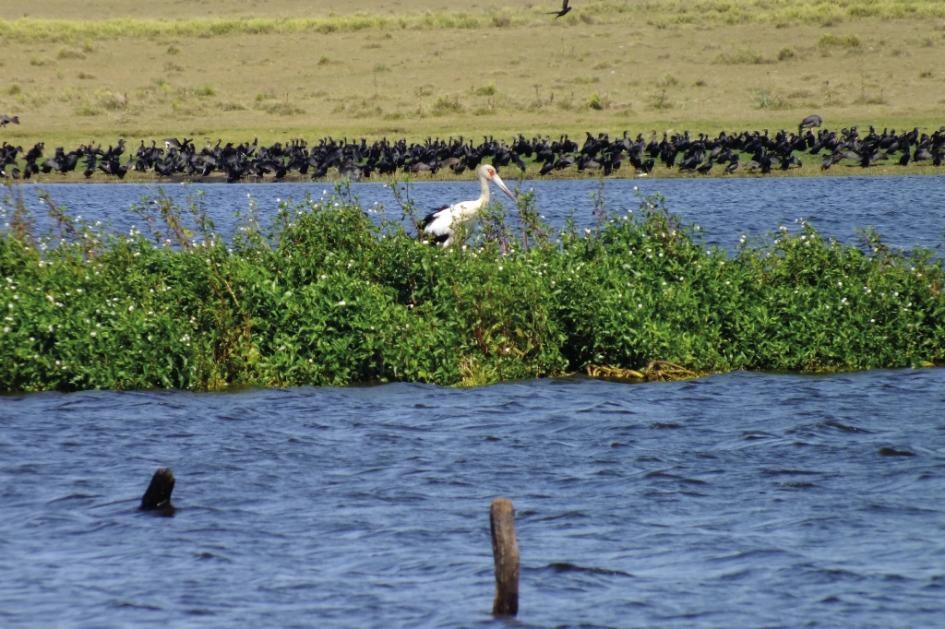 Laguna de Rocha Laguna de Rocha