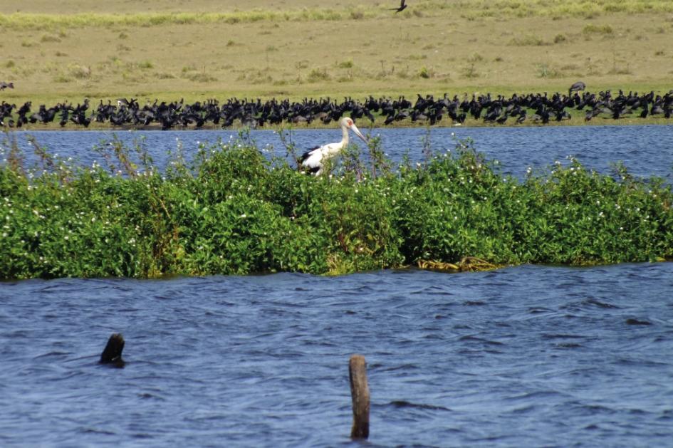 Laguna de Rocha