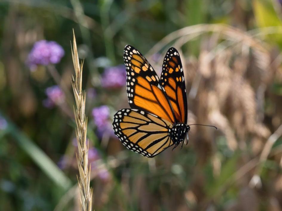 mariposa