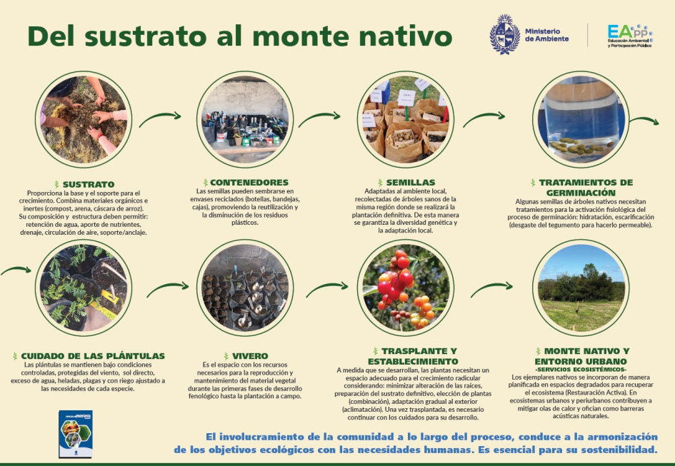 Infografía: Del sustrato al monte nativo
