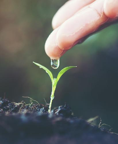 gota de agua sobre planta