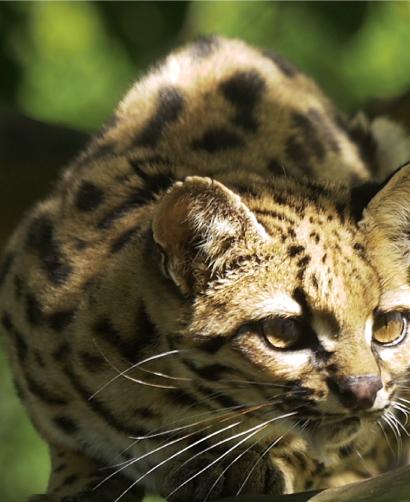 Gato Margay