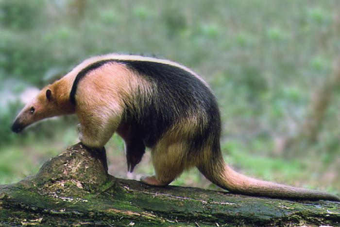 tamanduá