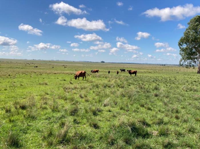 CAMPO