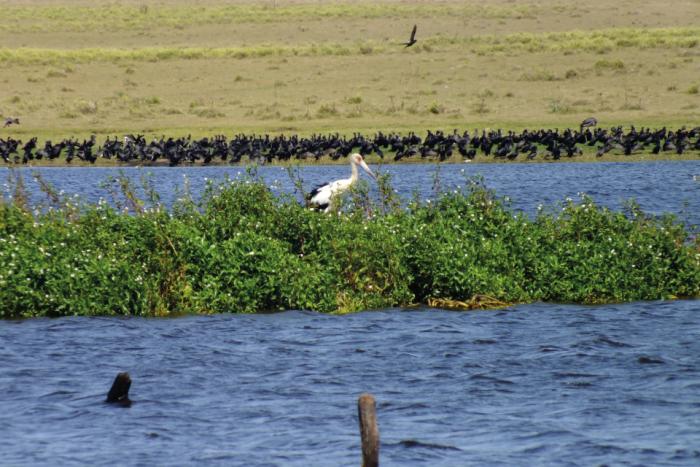 Laguna de Rocha Laguna de Rocha