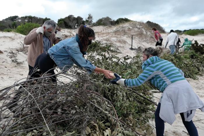 Regeneración del cordón dunar en Parque del Plata