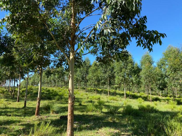 Definición, caracterización y cuantificación del área bajo sistemas silvopastoriles en Uruguay Definición, caracterización y cuantificación del área bajo sistemas silvopastoriles en Uruguay