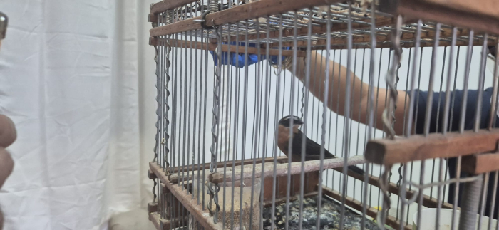Incautación de aves autóctonas 