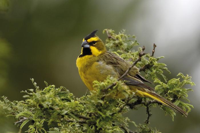 Cardenal amarillo