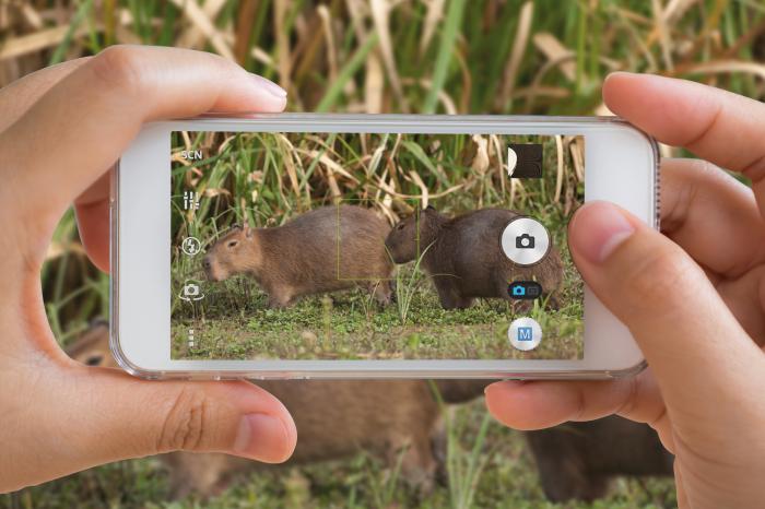 “Cazá solo fotos”