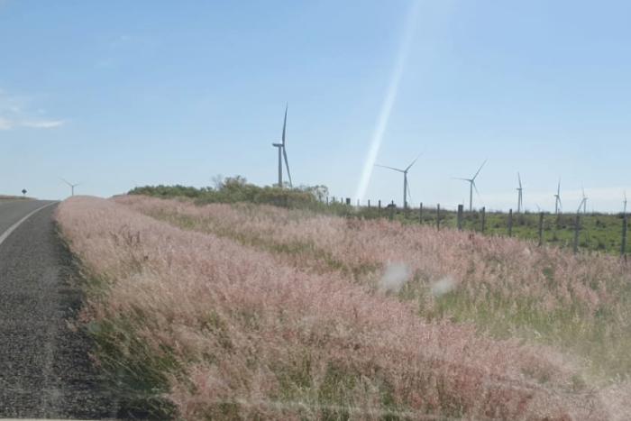 Pasto rosado - Especie Exótica Invasora