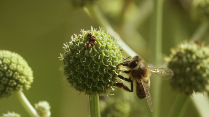 Día Mundial de la Abeja