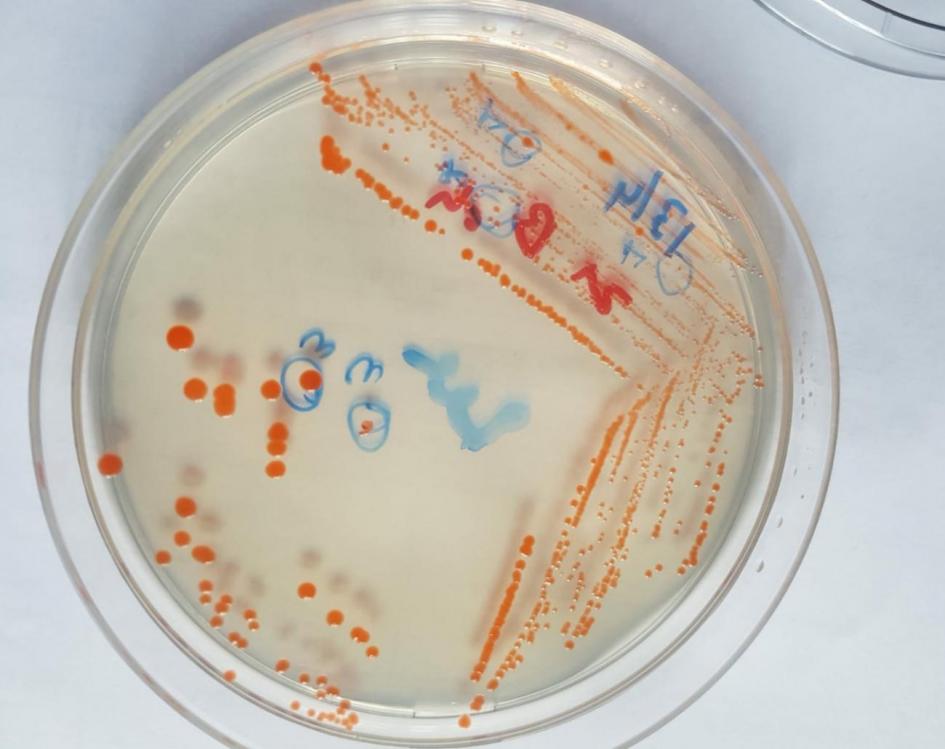 Bacteria Hymenobacter artigasi