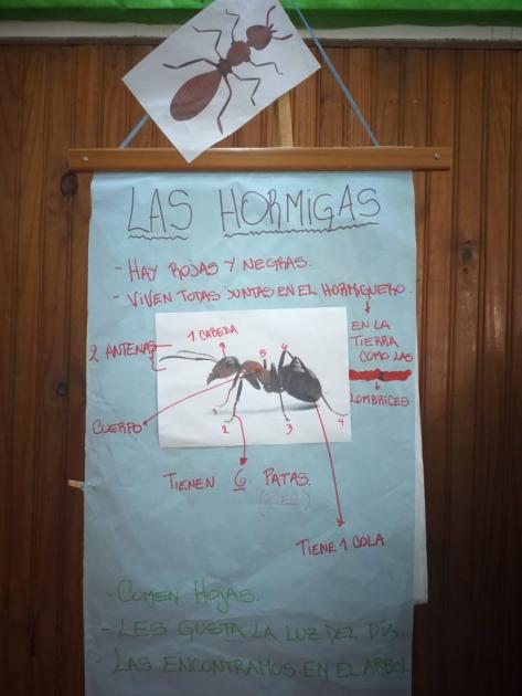 Cartelera de la hormiga Cartelera con información sobre las hormiga y con una foto mostrando las distintas partes del cuerpo de la hormiga
