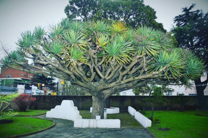 árbol del dragón esmade