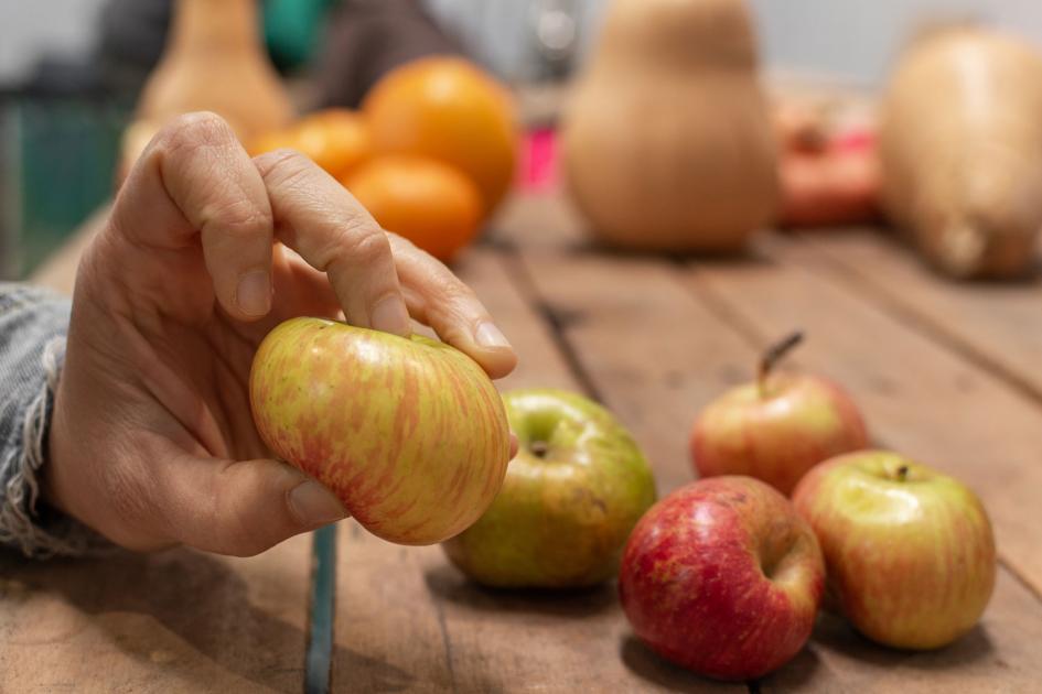 Manzanas imperfecta, una de ellas es tomada por la mano de una personas
