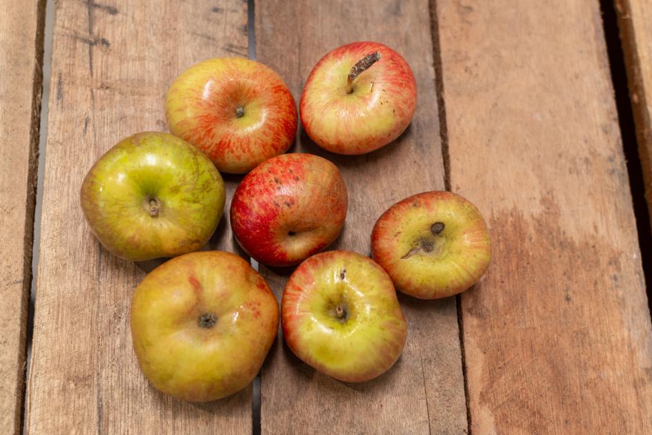 7 manzanas, todas distintas en su forma, color y estado de su cáscara