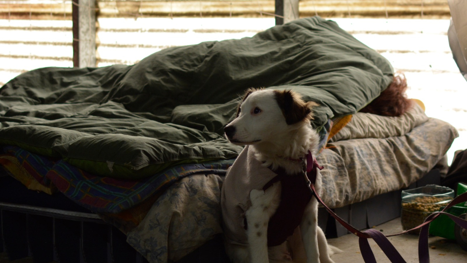 Perro junto a su dueño que descansa en un colchón a su lado