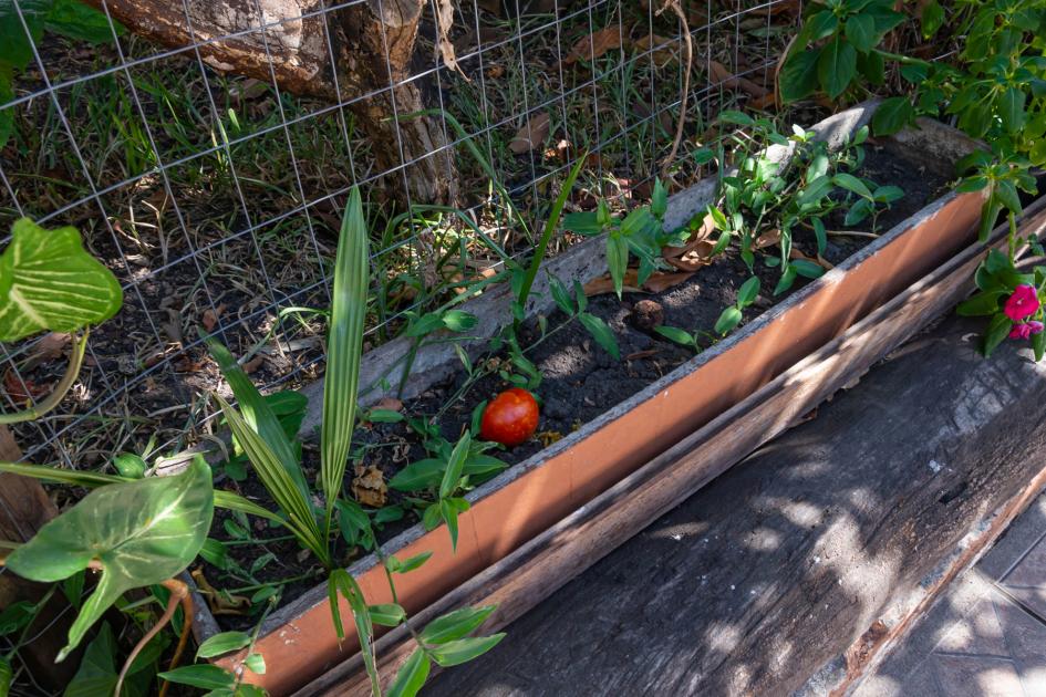 Huerta en el fondo de la casa Huerta en el fondo de la casa