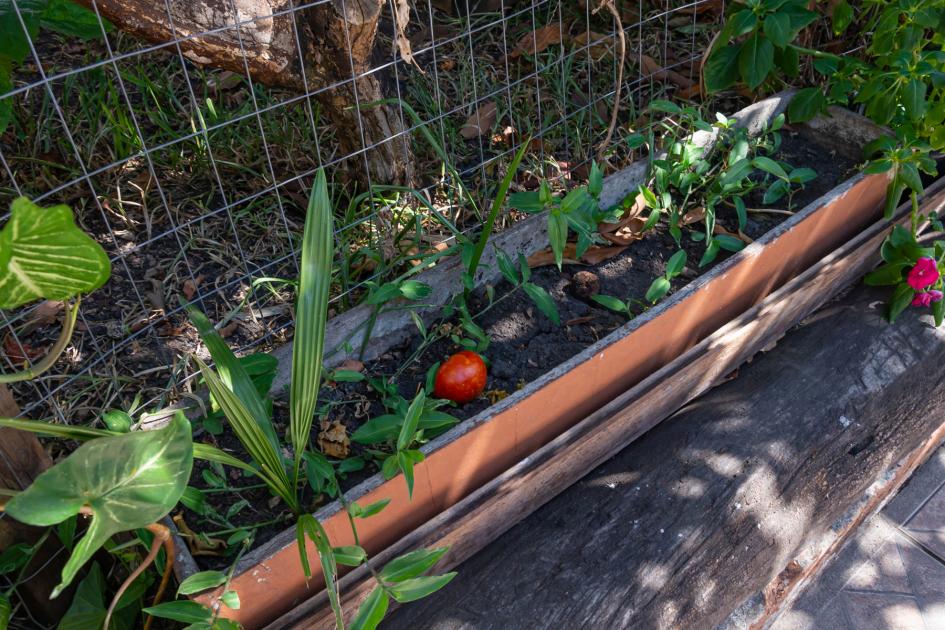 Huerta en el fondo de la casa