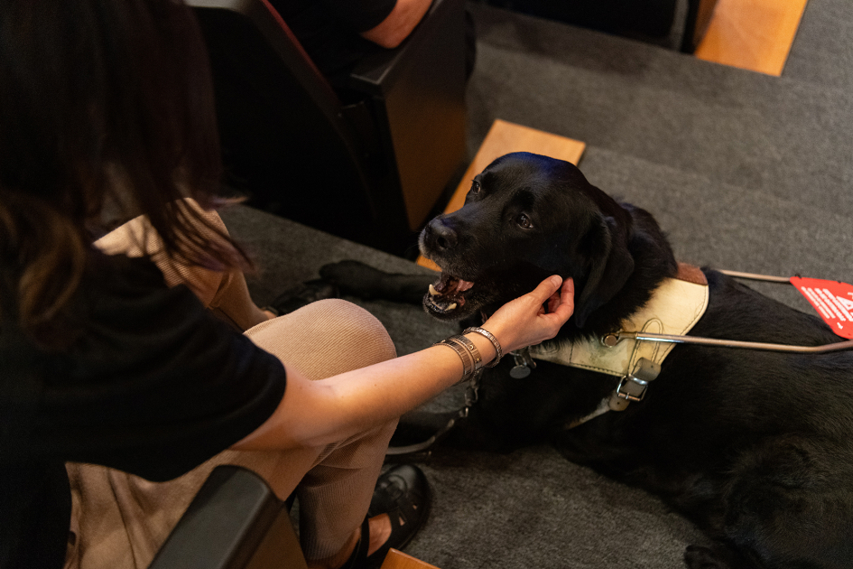 Primer plano en perro asistente mientras es acariciado por la persona a la que asiste.