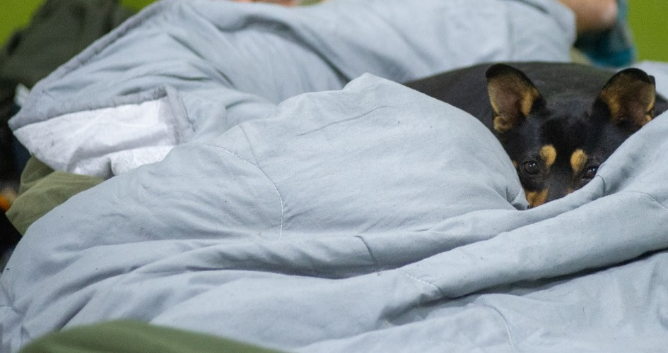 Mascota admitida en centros de evacuación sobre un colchón entre mantas Cachorro asomando entre los pliegues de un acolchado