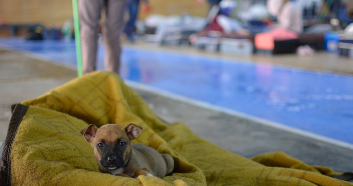 Cachorro acurrucado en una manta en un centro de evacuados