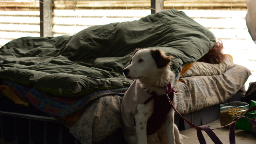 Perro junto a su dueño que descansa en un colchón a su lado
