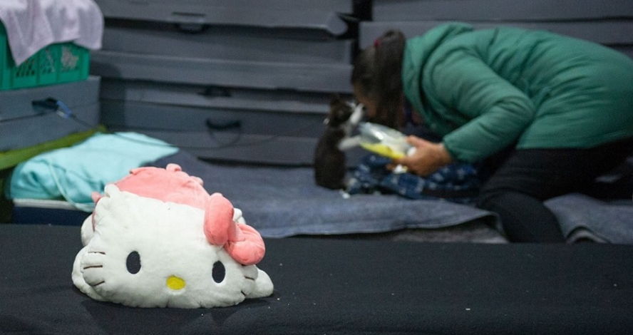 peluche en primer plano y de fondo el centro de evacuados de la plaza 2