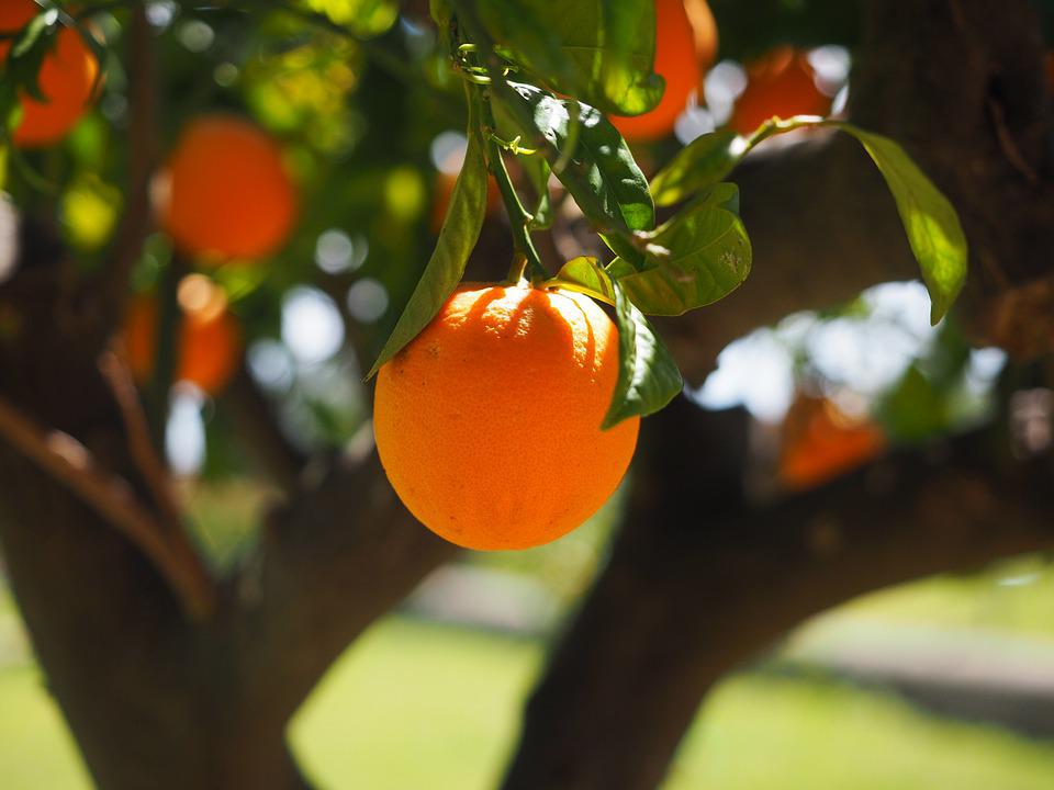 Naranjas