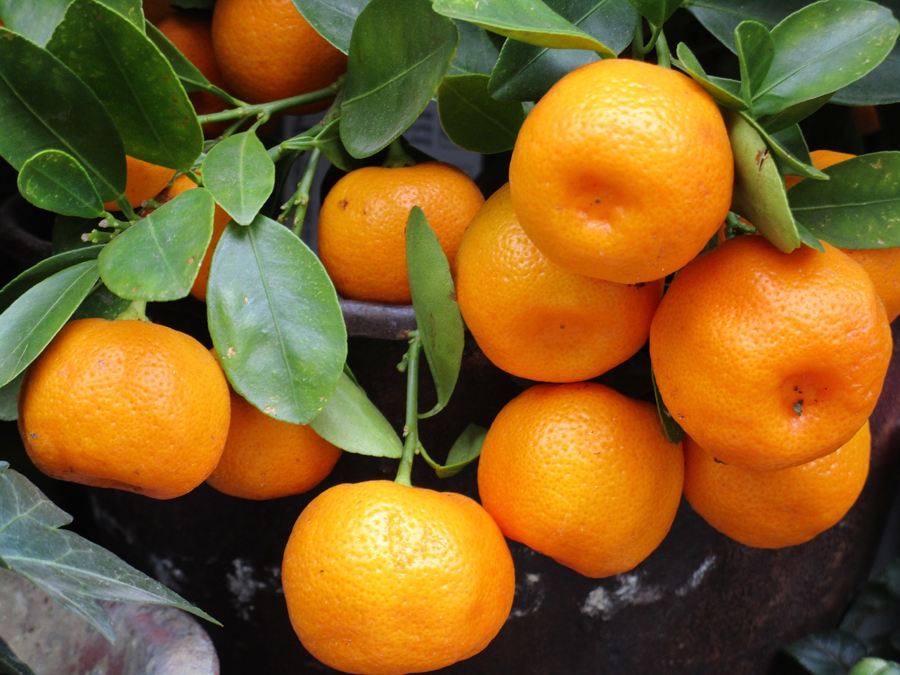 Mandarinas
