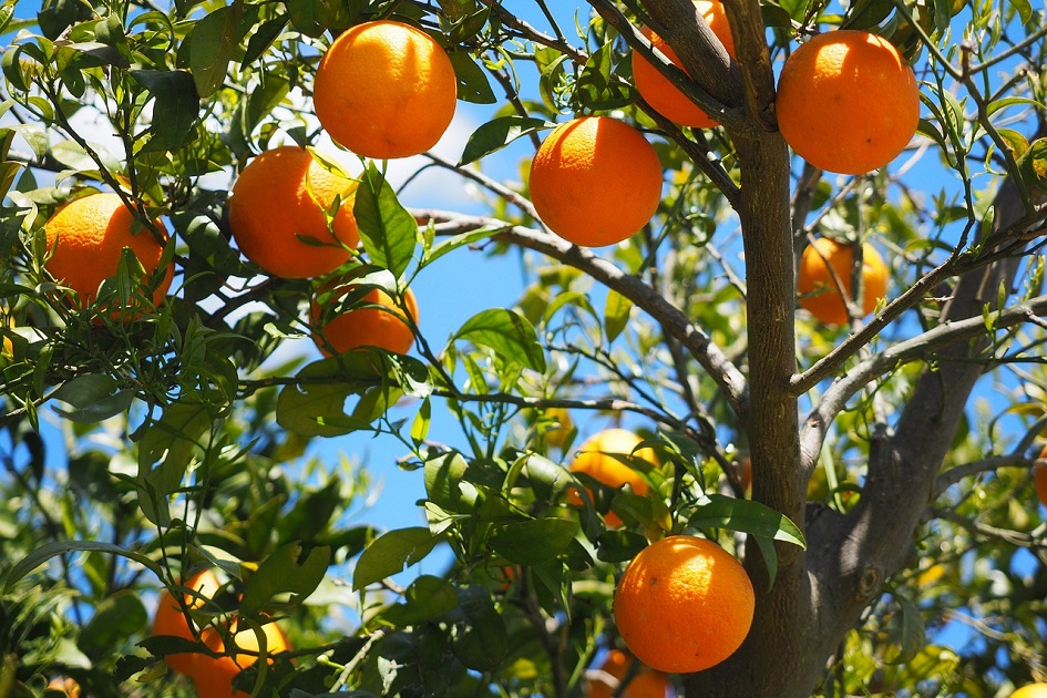 Árbol de naranjas con frutos
