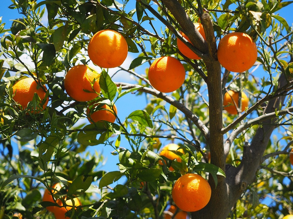 Naranjo con naranjas