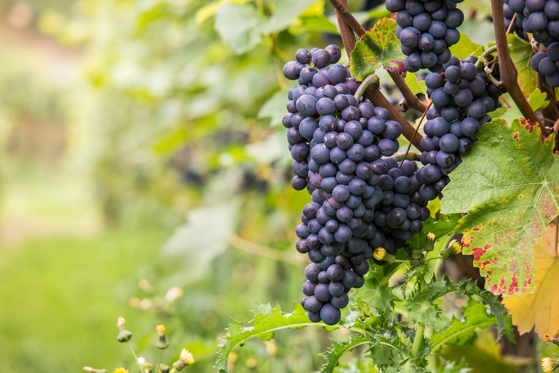 Uvas en viñedo