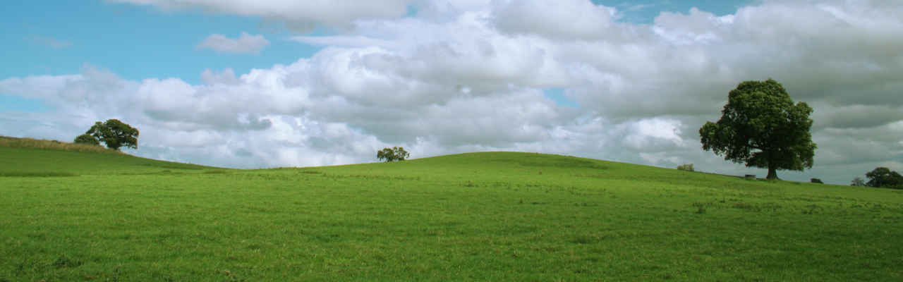 Imagen de un campo verde con árboles