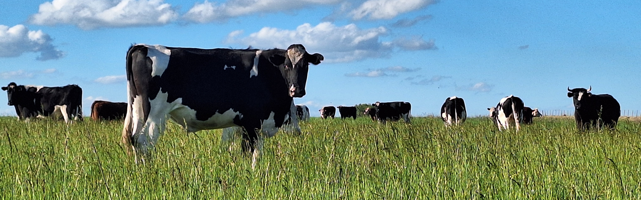 Vacas pastoreando en un campo