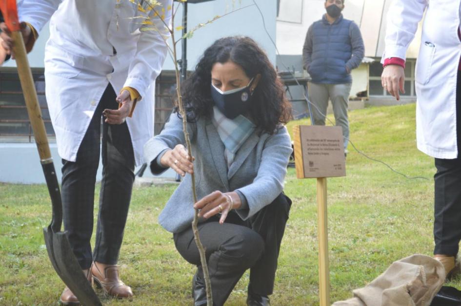 Ministra Azucena Arbeleche plantando ejemplar de Ibirapitá regalo de la Embajada Británica Visita al Centro Hospitalario Pereira Rossell