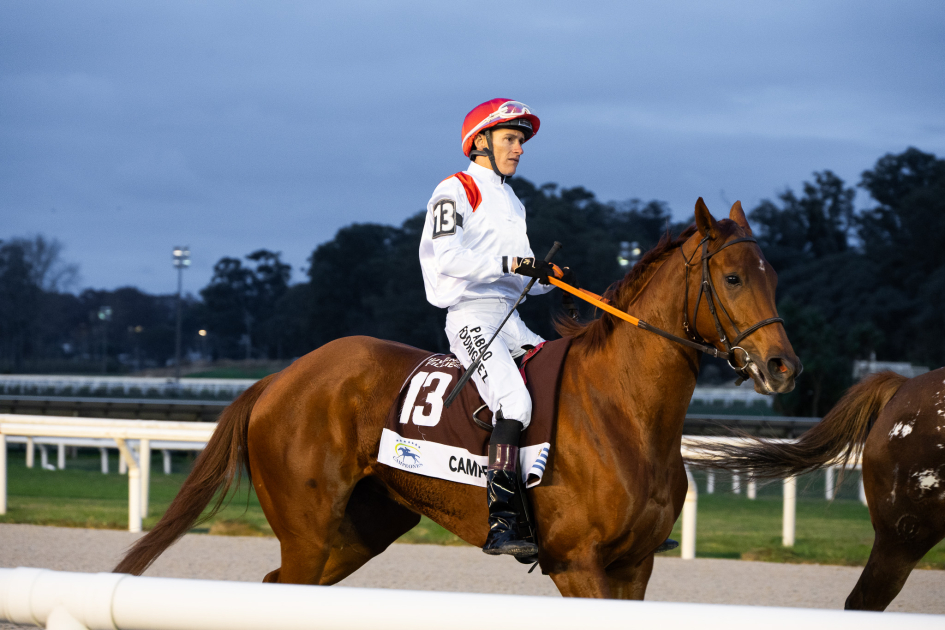 Caballo de carreras
