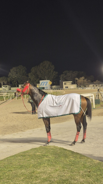 Maroñas vivió una jornada clásica con mirada al Latinoamericano y el inicio de la Triple Corona Caballo de carreras ganador