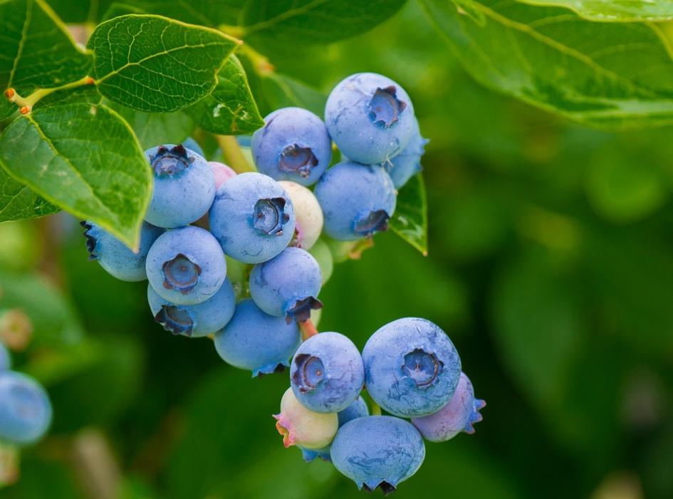Precios de selección de frutas y verduras de estación del 22 de agosto al 4 de setiembre 2023 Arándanos