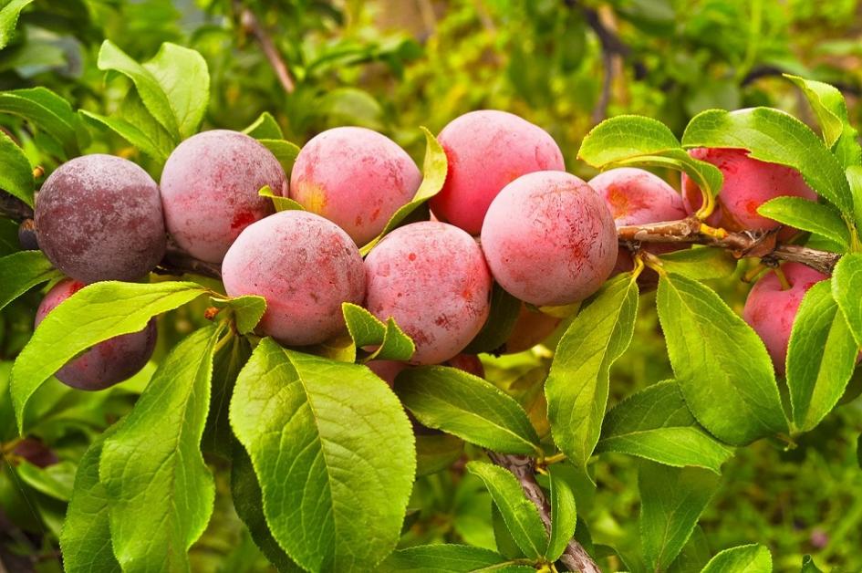 Precios de selección de frutas y verduras de estación primera quincena de enero Ciruelas