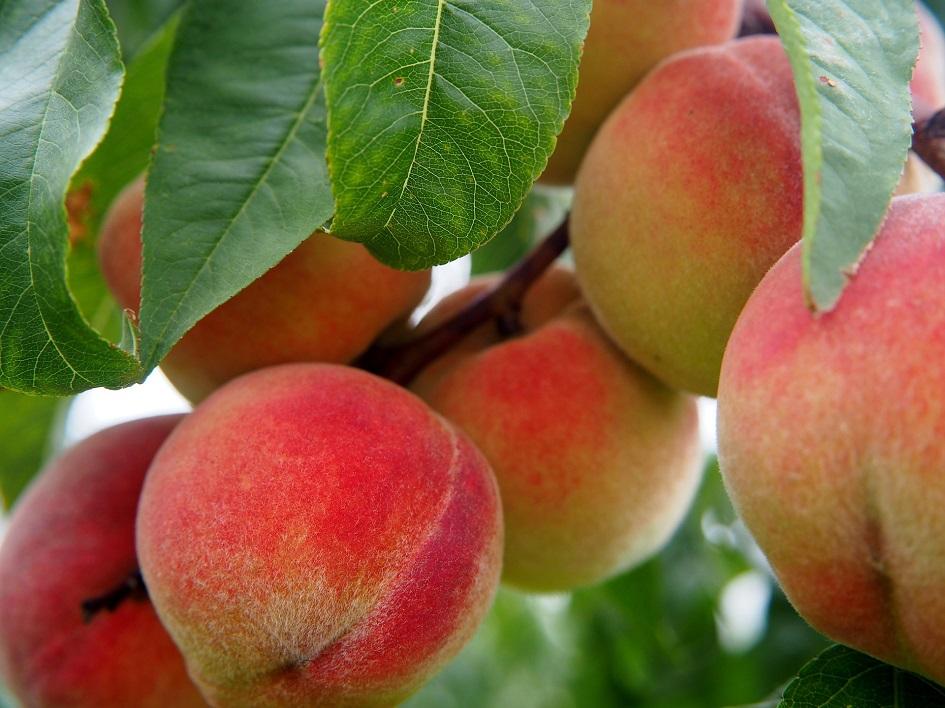 Precios de selección de frutas y verduras de estación del 29 de noviembre al 12 de diciembre de 2022 Duraznos