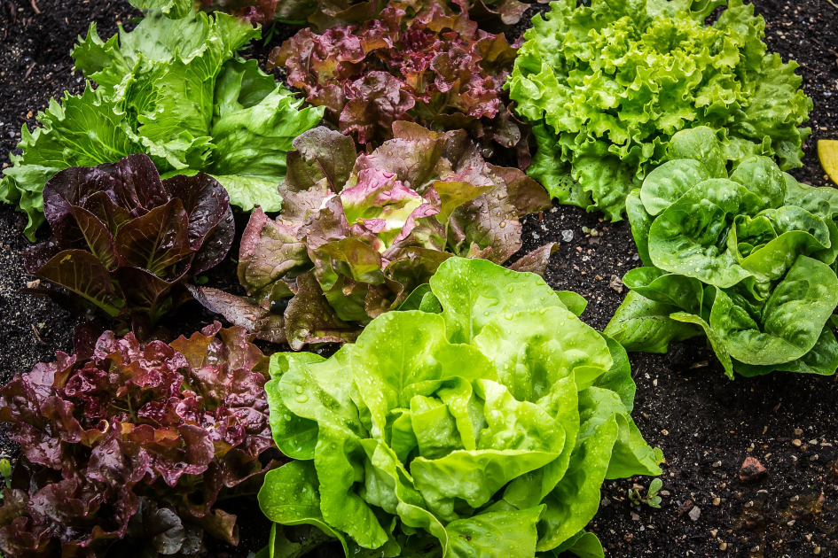 Precios de selección de frutas y verduras de estación del 3 al 16 de mayo de 2022 Lechugas