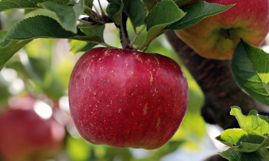 Precios de selección de frutas y verduras de estación del 2 al 15 de abril de 2024 Manzanas en un árbol