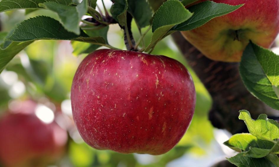 Manzanas en un árbol